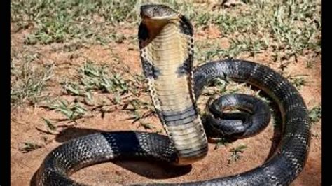 king cobra youtuber|largest cobra ever found.